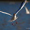 Black-headed Gull