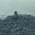 Wild Duck