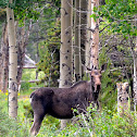 Moose