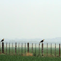 Crested Caracara