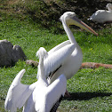 Great white pelican