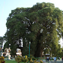 Cipreste Mexicano - Árbol del Tule