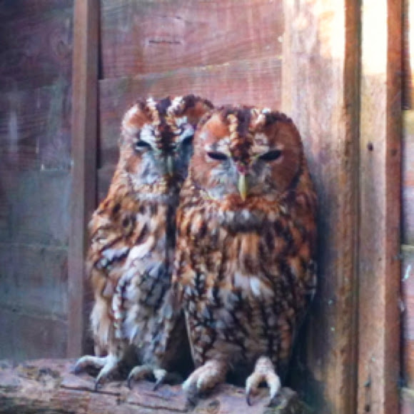 Spotting Image 1