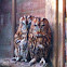 Tawny owl
