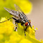 Moscarda de la carne (Flesh Fly)