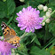 Ambretta alpina