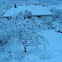 Cherry Tree (under the snow)