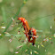 Common red soldier beetle