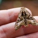 Agaatvlinder (Phlogophora meticulosa)