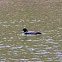 Common Loon