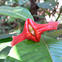 Hot Lips