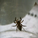 Jumping Spider