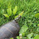 Eastern Painted Turtle (male)