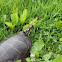 Eastern Painted Turtle (male)