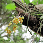 Orchid