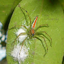 Orange backed Lynx Spider(Female)