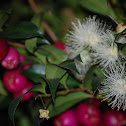 Waterberry?