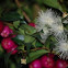 Waterberry?
