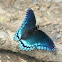 Red-spotted Purple