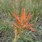 Indian Paintbrush