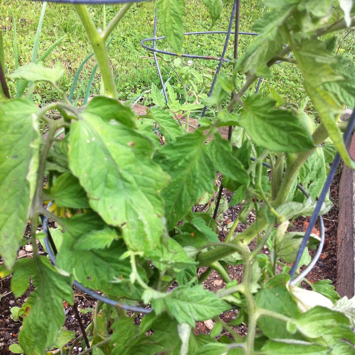 Tomato plant