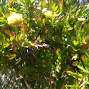 Snail