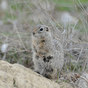 Washington ground squirrel