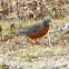 American Robin