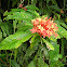 Santan