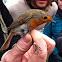 Pettirosso, robin