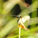 Emerald Damslefly