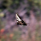 Western Tiger Swallowtail