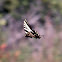 Western Tiger Swallowtail