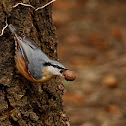 Sitta europaea