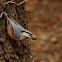 Sitta europaea