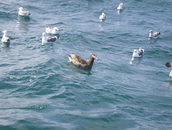 Spotting Image 1