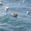Black-footed Albatross