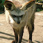 Bat Eared Fox
