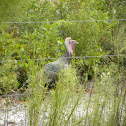 Wild Turkey