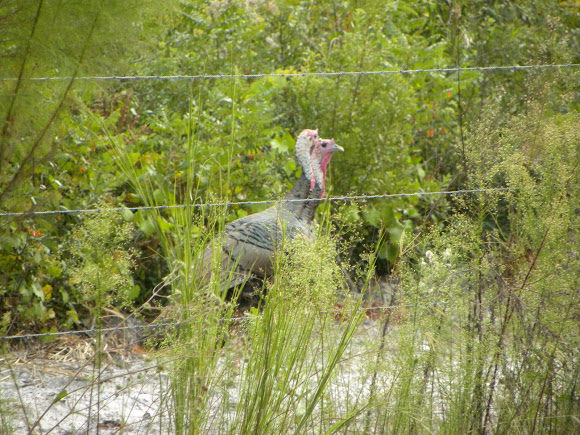 Spotting Image 1