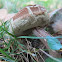 Bolete Mushroom