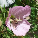Honeybee