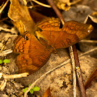 Brown Pansy