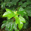 Acer pseudoplatanus (Arce blanco o Sicomoro. Sycamore)
