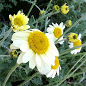 Chamomile