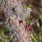Cane Cholla