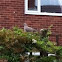 Collared Dove