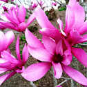 Jane Magnolia