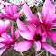 Jane Magnolia