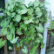 Arrowhead plant